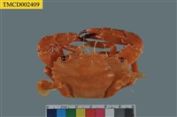 藏品(底棲短槳蟹)的圖片